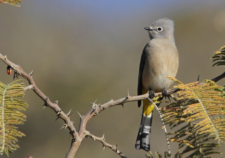 ...where we'll enjoy an introduction to some of Guatemala's classic highland species like this Gray Silky-Flycatcher.