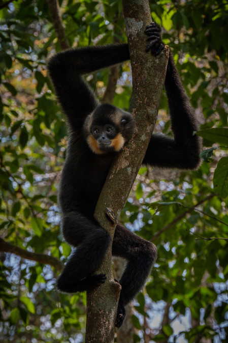 ...or this charming Buff-cheeked Gibbon...