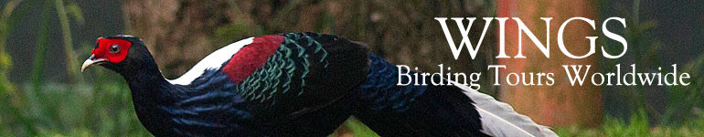 WINGS Birding Tours Worldwide